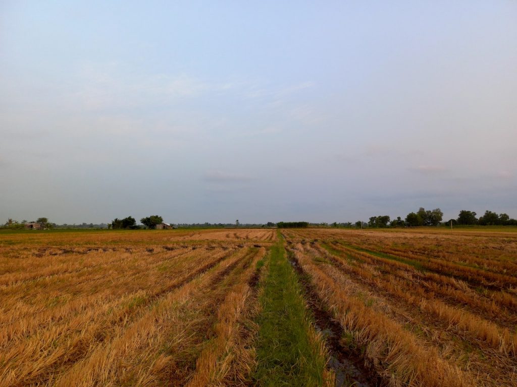 Brown grass field