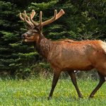 Progressive Views: Hunting Promotes Conservation