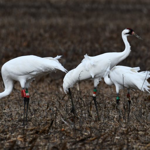 Progressive Views: Wins in Texas Conservation 