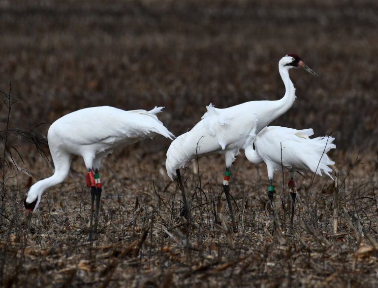 Three white birds in a field.